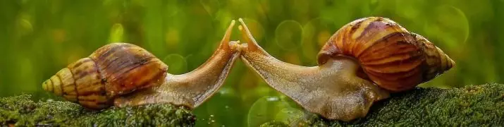 Anarana amin'ny snails akhatin (11 sary): Ahoana no fomba hiantsoako ilay tovovavy sy zazalahy? Fanadiovana ny karazana antonony 11688_6