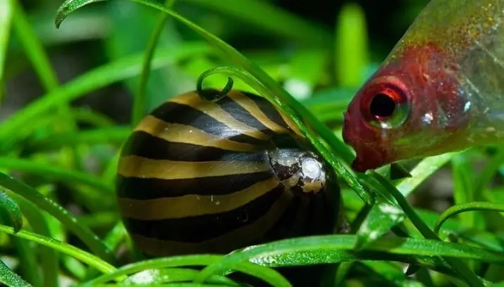 Wat en hoe te fiede aquarium-slakken? 21 Foto's Wat fiede se yn aquarium mei fisk? FEEDING thús, iten foar lytse slakken 11690_4