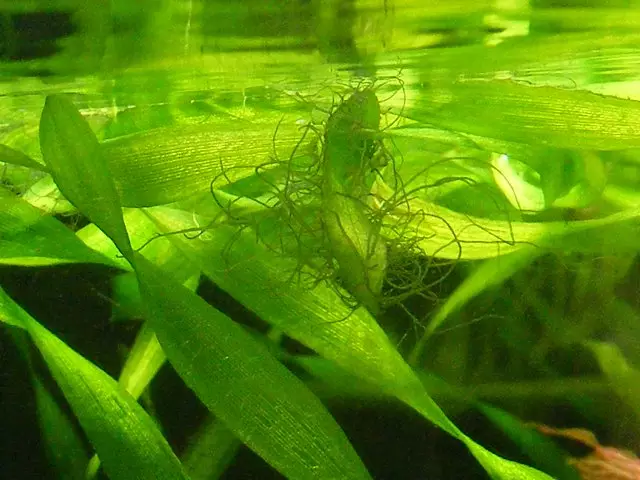 Wat en hoe te fiede aquarium-slakken? 21 Foto's Wat fiede se yn aquarium mei fisk? FEEDING thús, iten foar lytse slakken 11690_6