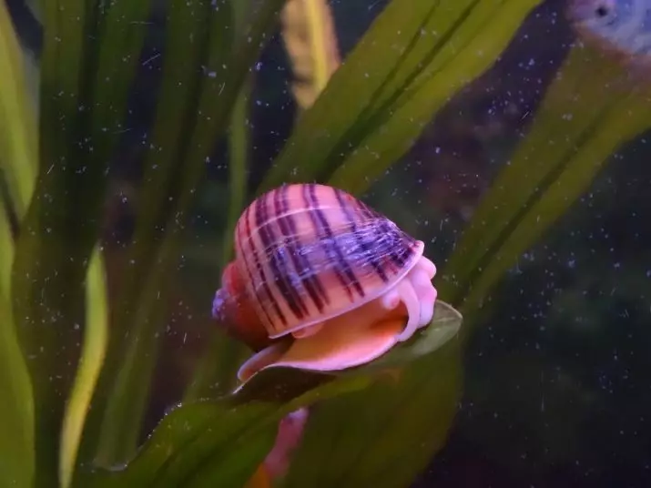 Aquarium Ampulororas (9 Mga Litrato): Ang pabor o kadaut magdala mga snails? 11691_2