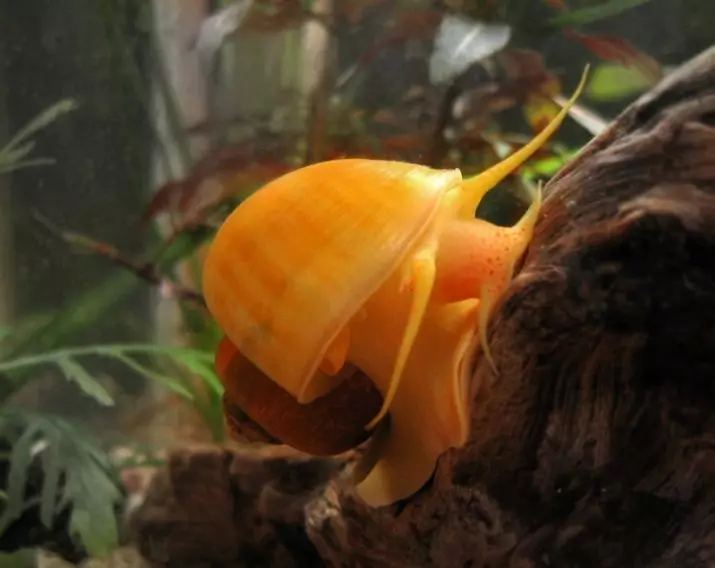 Aquarium Ampulororas (9 Mga Litrato): Ang pabor o kadaut magdala mga snails? 11691_6