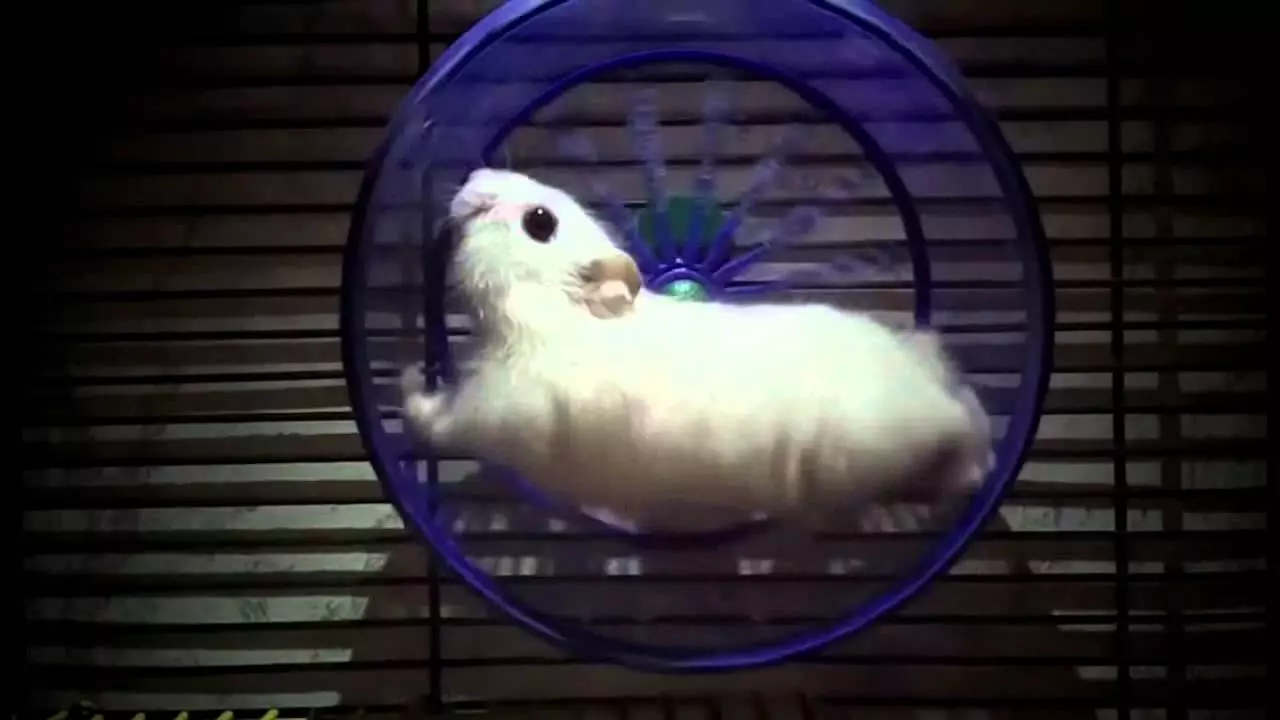 Rrota për një lloj brejtësi me duart tuaja: Si dhe nga ajo që mund të bëhet në shtëpi Rrota shtëpiake e heshtur për hamsters? 11693_2