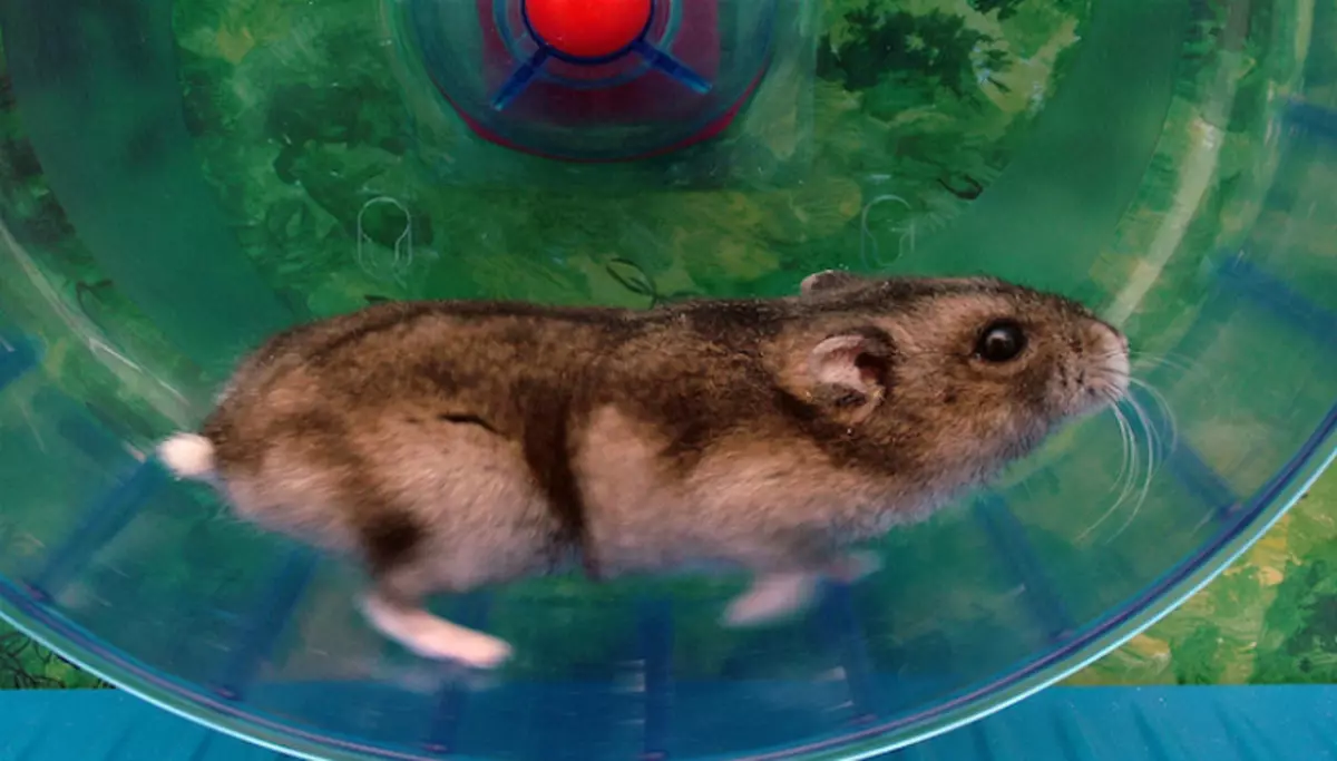 Rad für einen Hamster mit deinen eigenen Händen: Wie und von dem, was zu Hause zu Hause gemacht werden kann hausgemachtes stummes Laufrad für Hamster? 11693_3