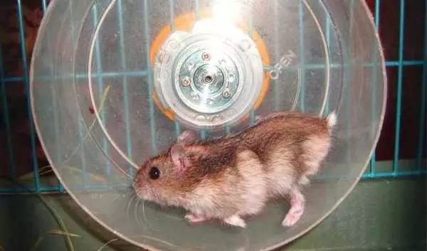 Wheel para sa isang hamster sa iyong sariling mga kamay: Paano at mula sa kung ano ang maaaring gawin sa bahay homemade tahimik na tumatakbo gulong para sa hamsters? 11693_4