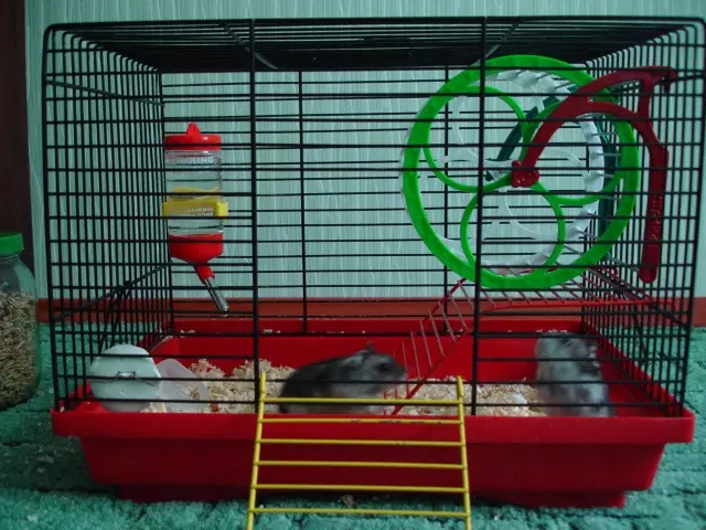 Hjul för en hamster med egna händer: hur och från vad som kan göras hemma hemlagat tyst löphjul för hamstrar? 11693_5