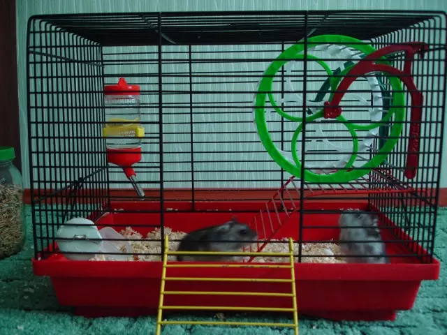 Wheel para sa isang hamster sa iyong sariling mga kamay: Paano at mula sa kung ano ang maaaring gawin sa bahay homemade tahimik na tumatakbo gulong para sa hamsters? 11693_5