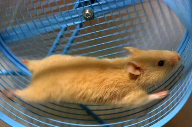 Roda kanggo hamster nganggo tangan sampeyan dhewe: kepiye lan apa sing bisa ditindakake ing rodha rodha gempa omah-omah kanggo hamsters? 11693_7