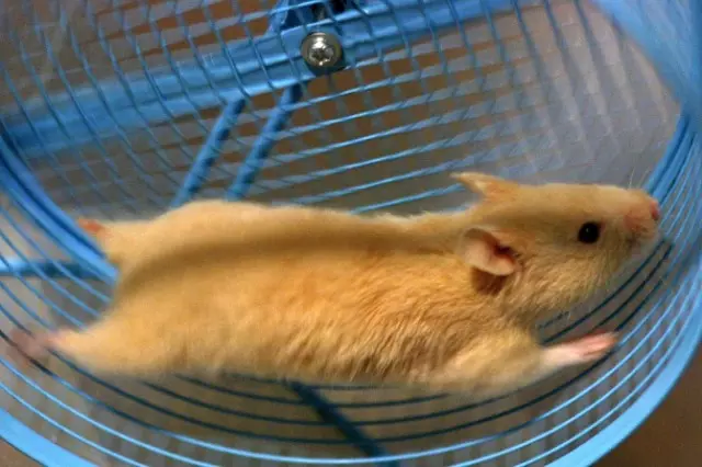 үз куллары белән hamster өчен тәгәрмәч: Ничек укыла һәм нинди hamsters өчен өйгә homemade дәшмичә йөгерү тәгәрмәч тә эшләп була? 11693_7