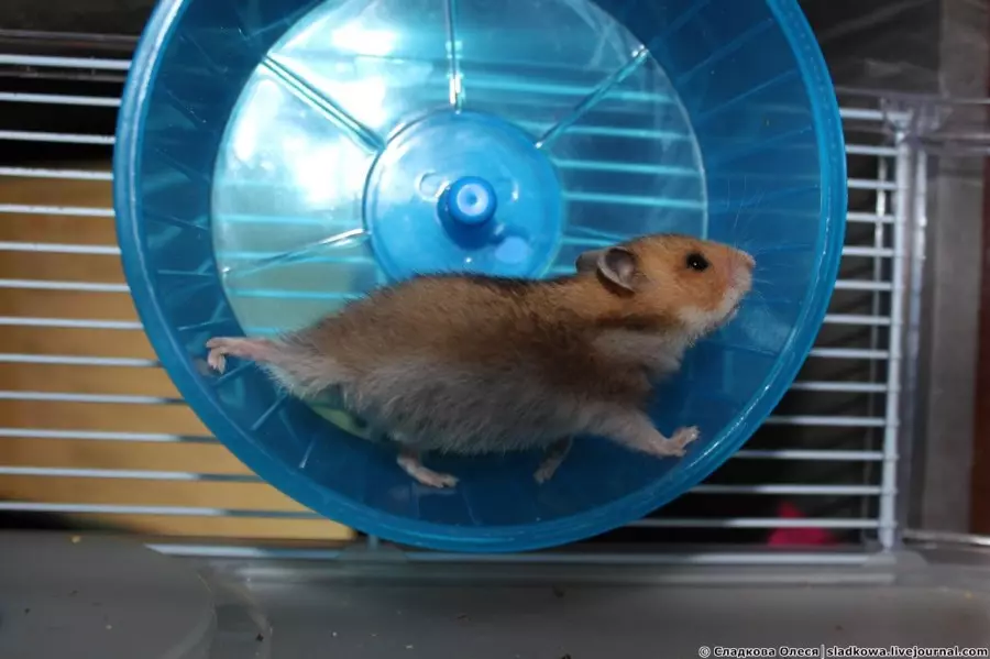 Ligid alang sa usa ka hamster sa imong kaugalingon nga mga kamot: Giunsa ug sa kung unsa ang mahimo sa balay homemade nga hilom nga ligid sa mga hamsters? 11693_8