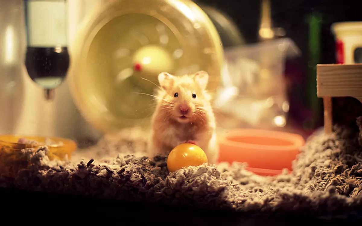 Lồng cho hamster (52 ảnh): Các mô hình lớn hai tầng và ba tầng có đường hầm và mê cung, các tế bào nhựa nhỏ cho nhiều chuột đồng Mini Duna. Làm thế nào để trang bị nó? 11695_25