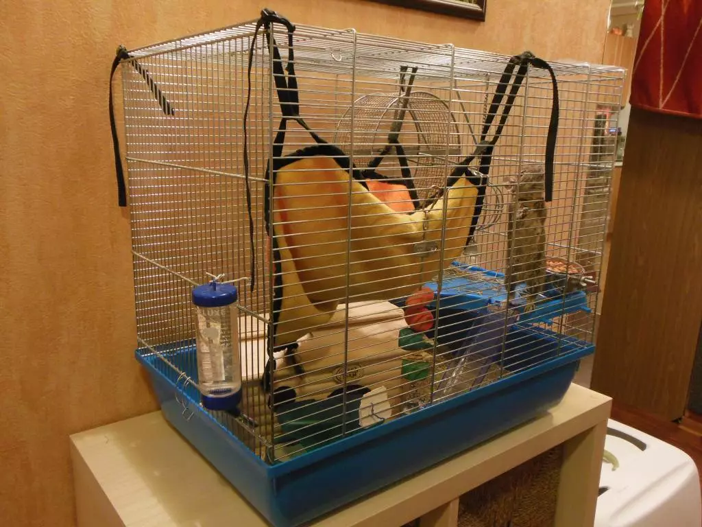 Lồng cho hamster (52 ảnh): Các mô hình lớn hai tầng và ba tầng có đường hầm và mê cung, các tế bào nhựa nhỏ cho nhiều chuột đồng Mini Duna. Làm thế nào để trang bị nó? 11695_49