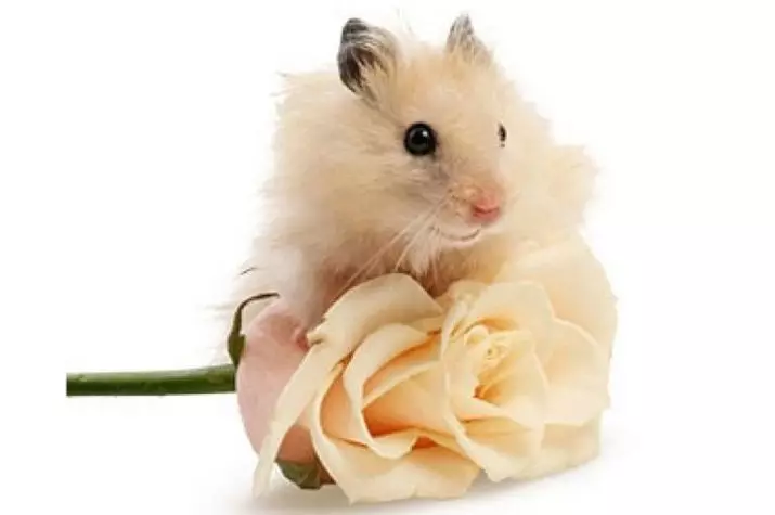 hamsters کے لئے نام - لڑکیاں: خوبصورت اور خوشگوار عرفات کی ایک فہرست جو hamster-female کہا جا سکتا ہے 11696_3