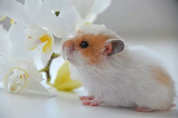 Nama-nama untuk hamsters - Gadis: Senarai nama samaran yang cantik dan menyenangkan yang boleh dipanggil hamster-perempuan 11696_4