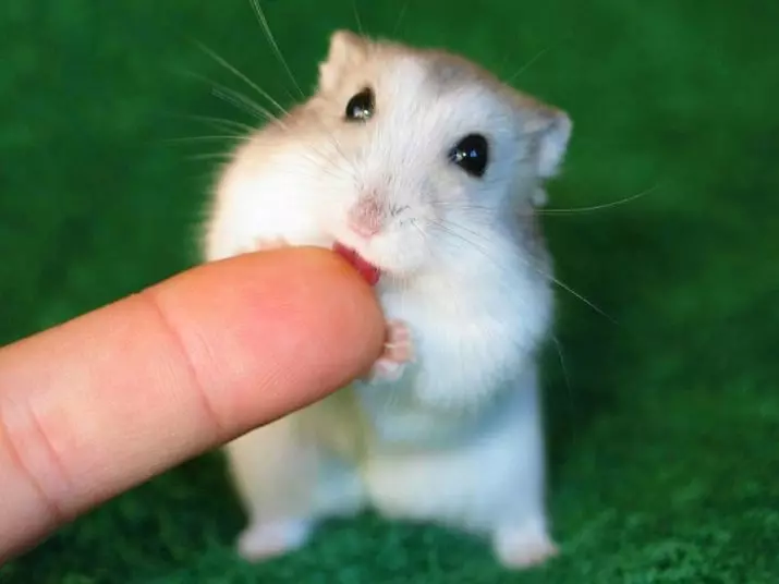 Jeneng-jeneng kanggo Hamsters - Bocah-bocah wadon: Dhaptar jeneng julukan sing apik lan apik sing bisa diarani hamster-wanita 11696_6