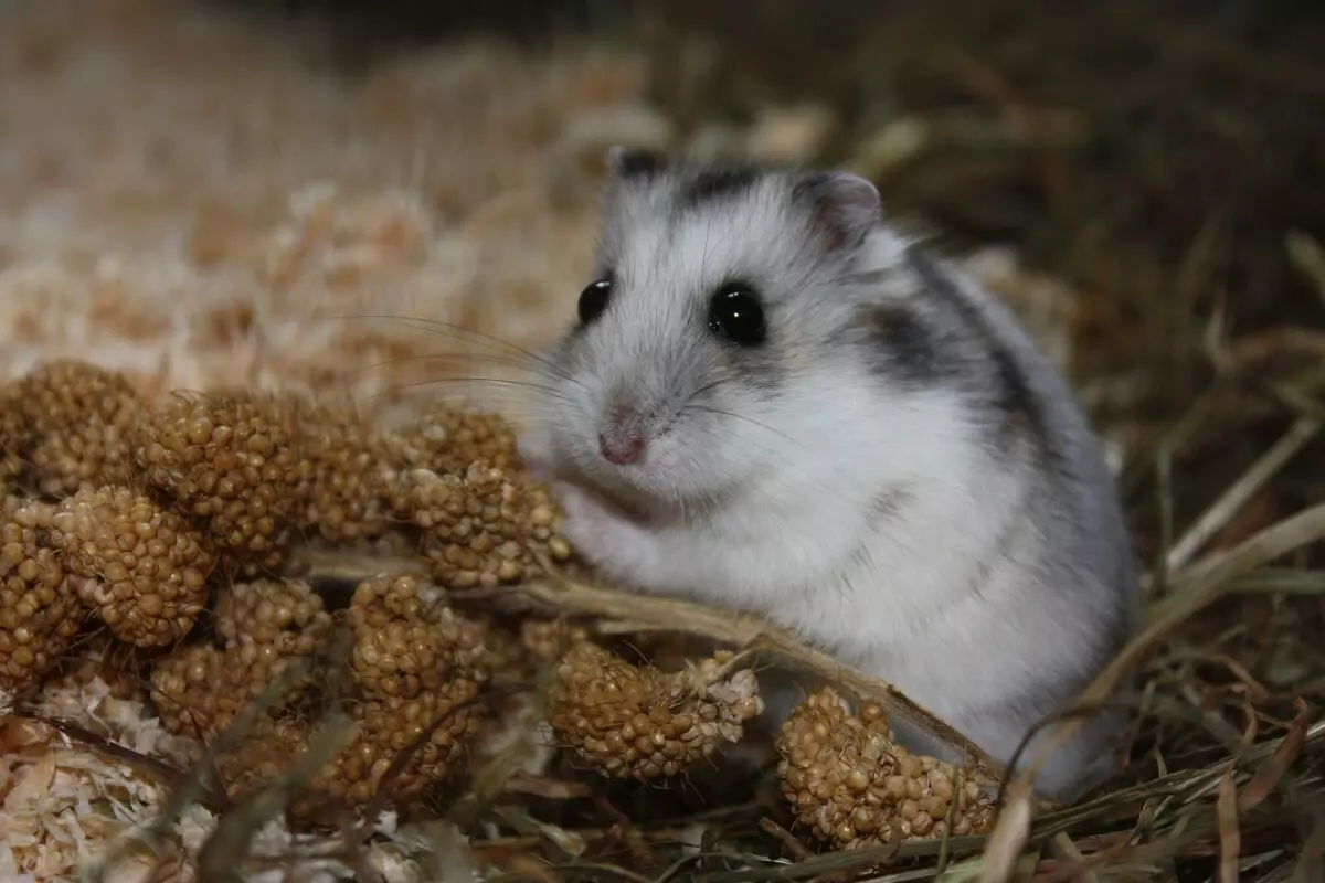 Hamster kecil (42 gambar): baka hamster kerdil. Bagaimana mereka melihat? Apa hamster yang paling kecil di dunia? 11697_11