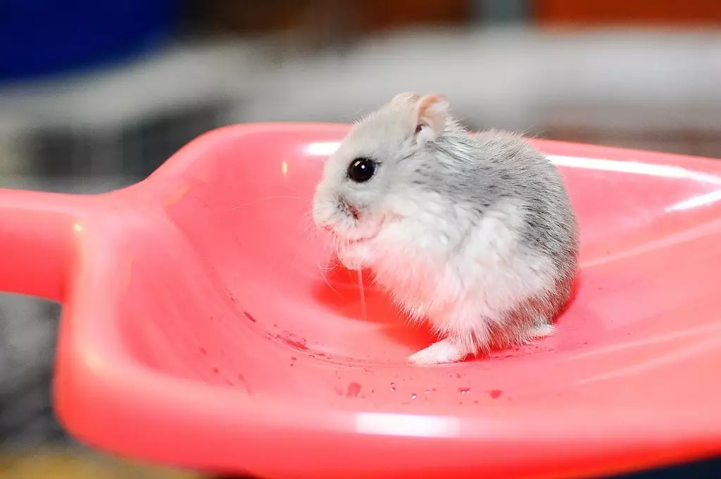 Hamster kecil (42 gambar): baka hamster kerdil. Bagaimana mereka melihat? Apa hamster yang paling kecil di dunia? 11697_13