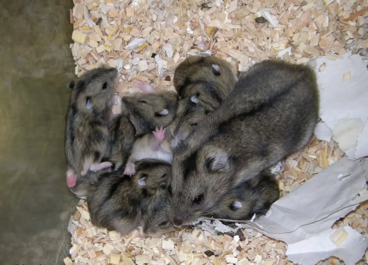 Hamster kecil (42 gambar): baka hamster kerdil. Bagaimana mereka melihat? Apa hamster yang paling kecil di dunia? 11697_15