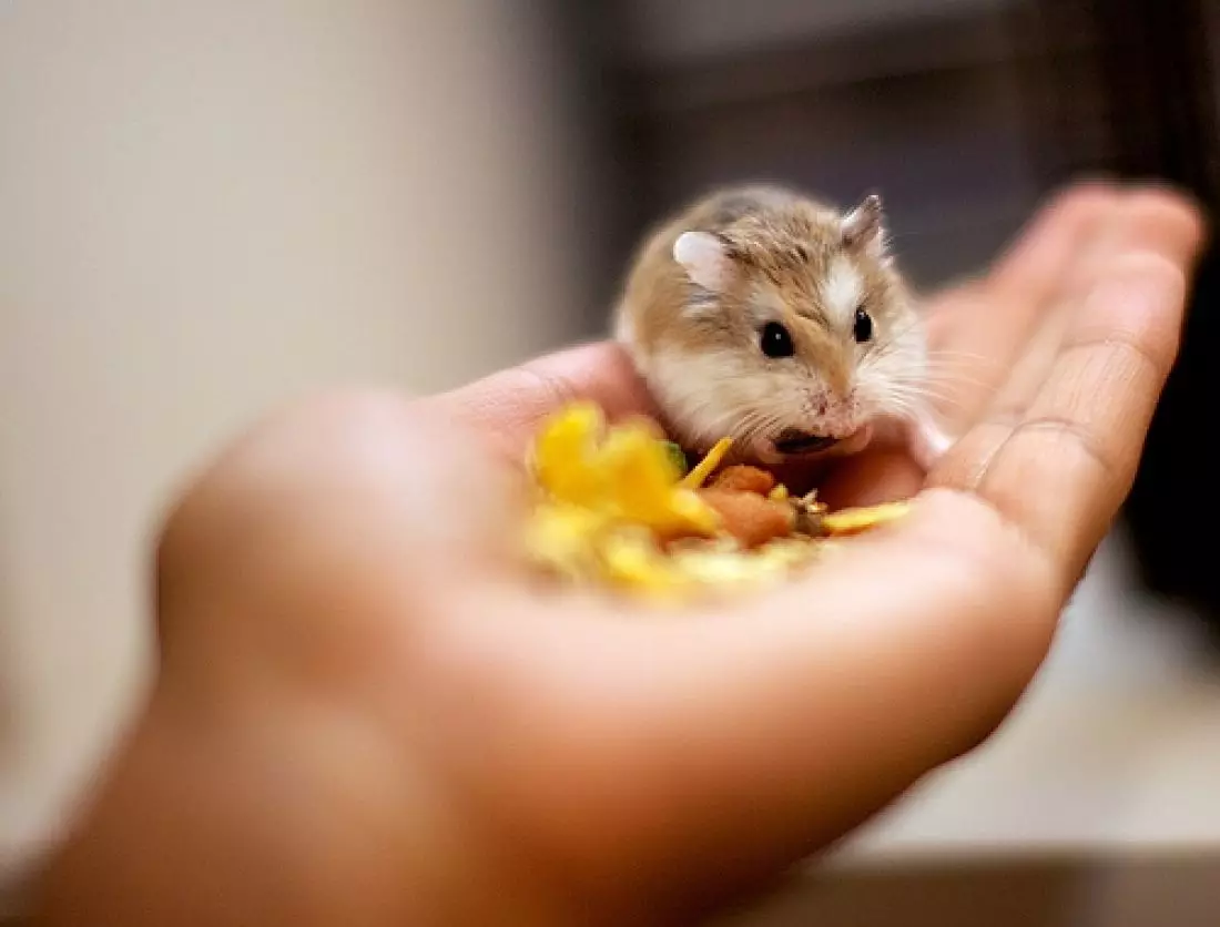 Hamster kecil (42 gambar): baka hamster kerdil. Bagaimana mereka melihat? Apa hamster yang paling kecil di dunia? 11697_17