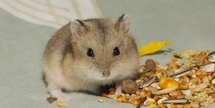 Hamster kecil (42 gambar): baka hamster kerdil. Bagaimana mereka melihat? Apa hamster yang paling kecil di dunia? 11697_19