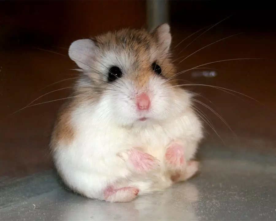 Hamster kecil (42 gambar): baka hamster kerdil. Bagaimana mereka melihat? Apa hamster yang paling kecil di dunia? 11697_20
