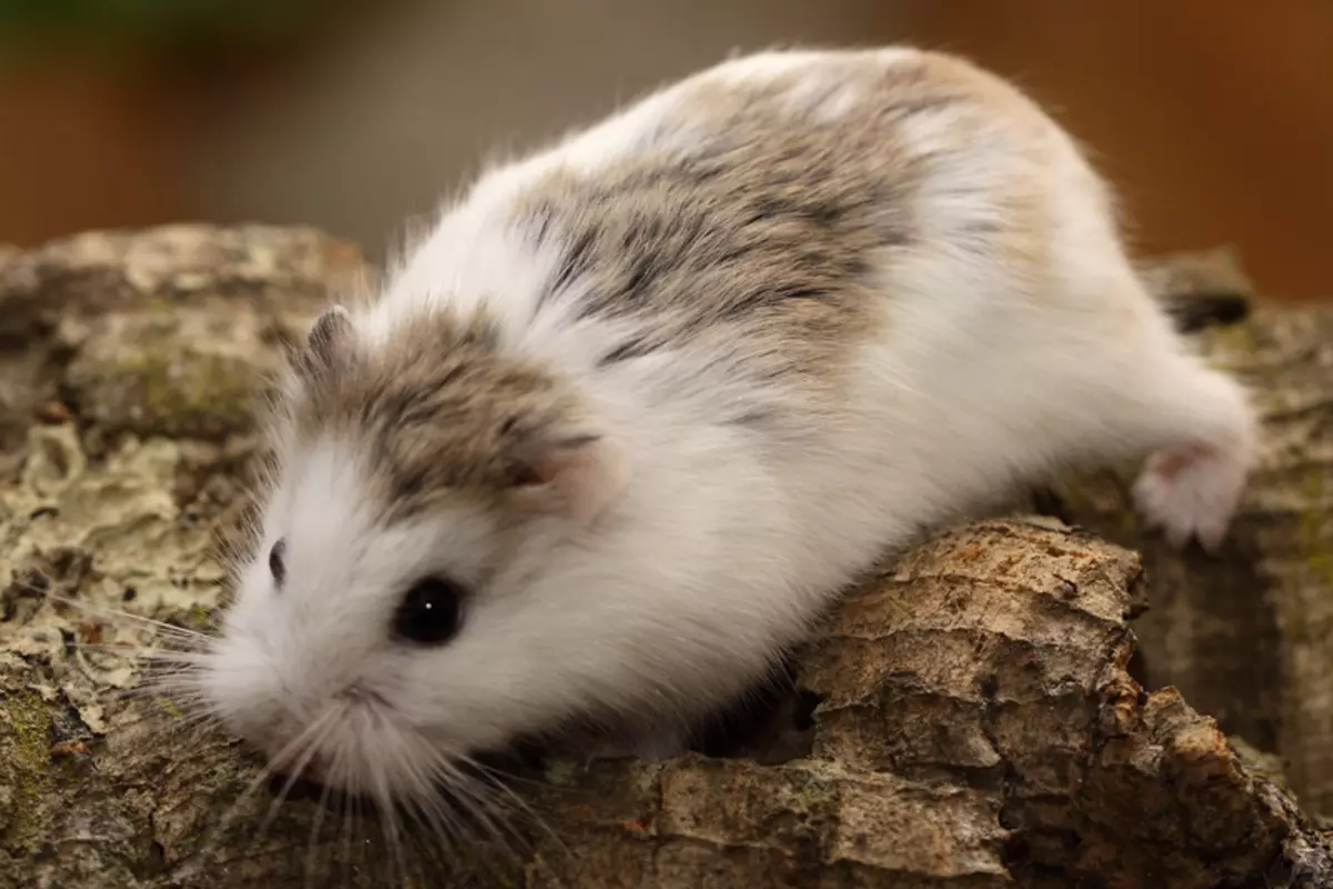 Hamster kecil (42 gambar): baka hamster kerdil. Bagaimana mereka melihat? Apa hamster yang paling kecil di dunia? 11697_21