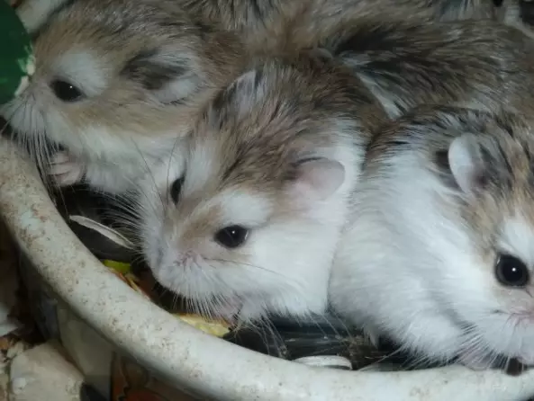 Hamster kecil (42 gambar): baka hamster kerdil. Bagaimana mereka melihat? Apa hamster yang paling kecil di dunia? 11697_23