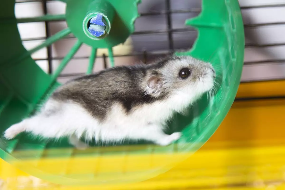 Hamster kecil (42 gambar): baka hamster kerdil. Bagaimana mereka melihat? Apa hamster yang paling kecil di dunia? 11697_33