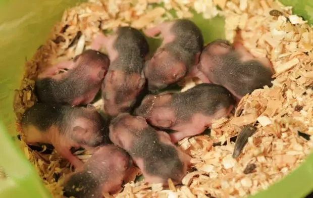 Hamster kecil (42 gambar): baka hamster kerdil. Bagaimana mereka melihat? Apa hamster yang paling kecil di dunia? 11697_39