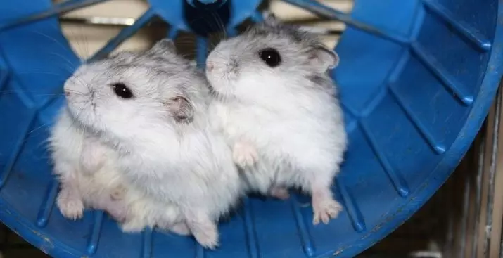 Hamster kecil (42 gambar): baka hamster kerdil. Bagaimana mereka melihat? Apa hamster yang paling kecil di dunia? 11697_4