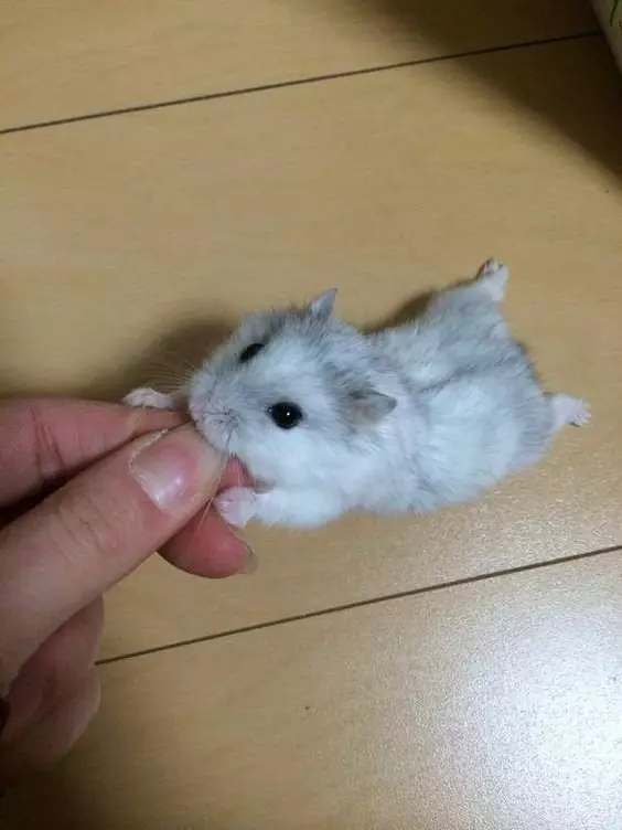 Hamster kecil (42 gambar): baka hamster kerdil. Bagaimana mereka melihat? Apa hamster yang paling kecil di dunia? 11697_7