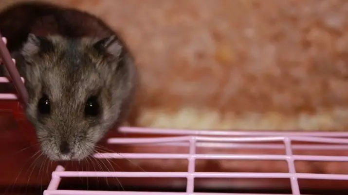 Tại sao một con hamster nibble một cái lồng? Nếu anh ta gặm một quán bar vào ban đêm thì sao? Làm thế nào để cai sữa cho anh ta? 11702_2