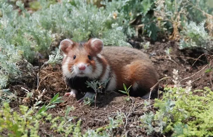 Neden bir hamster bir kafes nitiyor? Ya geceleri bir barı kemirse? Onu nasıl doldurulur? 11702_3