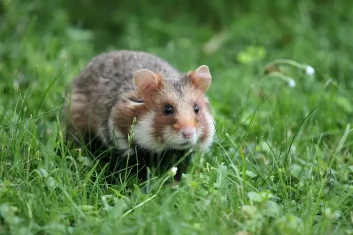 Hamsters (72 Foto): Ole ka ụlọ ị na-ebi karịa hamsters? Kedu ka ha si ele anya? Nhọrọ nke ibu na ngwa ndị ọzọ. Eziokwu na-adọrọ mmasị banyere hamsters na nkọwapụta ụdị 11705_16