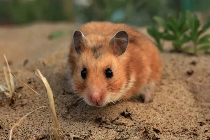 Hamsters (72 Foto): Ole ka ụlọ ị na-ebi karịa hamsters? Kedu ka ha si ele anya? Nhọrọ nke ibu na ngwa ndị ọzọ. Eziokwu na-adọrọ mmasị banyere hamsters na nkọwapụta ụdị 11705_17