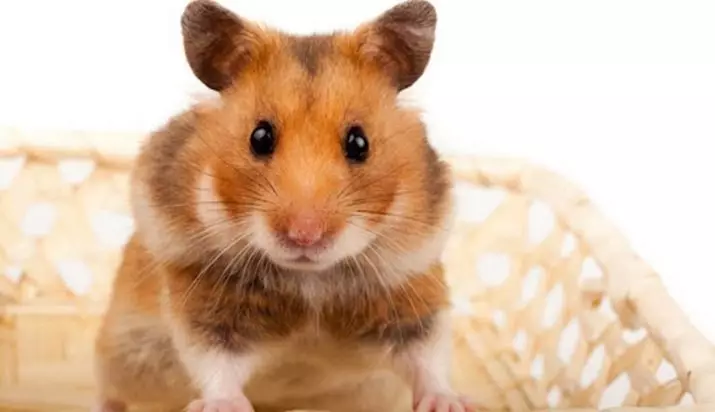 Hamsters (72 ata): E fia fale e te nofo atili ai hamsters? Faafefea latou vaai? Filifiliga o le amo ma isi mea faigaluega. Mea Moni Moni e uiga i Hamsters ma Prices Faamatalaga 11705_18