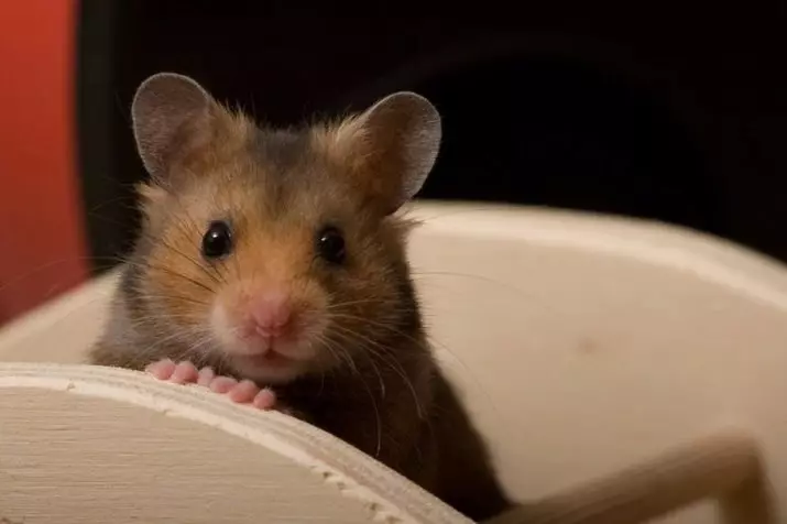 Hamsters (72 ata): E fia fale e te nofo atili ai hamsters? Faafefea latou vaai? Filifiliga o le amo ma isi mea faigaluega. Mea Moni Moni e uiga i Hamsters ma Prices Faamatalaga 11705_2