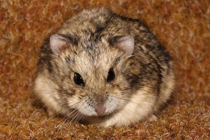 Hamsters (72 ata): E fia fale e te nofo atili ai hamsters? Faafefea latou vaai? Filifiliga o le amo ma isi mea faigaluega. Mea Moni Moni e uiga i Hamsters ma Prices Faamatalaga 11705_22