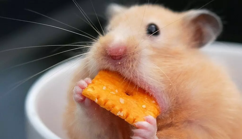 Comida de hamster