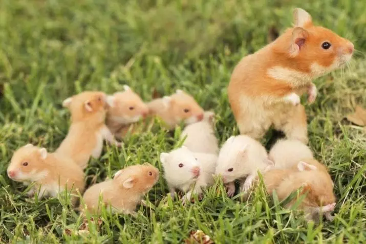 Hamsters (72 ဓာတ်ပုံများ) - Hamsters ပိုမိုများပြားသောအိမ်များကိုသင်ပိုမိုနေထိုင်သည်။ သူတို့ဘယ်လိုကြည့်ကြတာလဲ သယ်ဆောင်ခြင်းနှင့်အခြားဆက်စပ်ပစ္စည်းများ၏ရွေးချယ်ရေး။ Hamsters နှင့်မျိုးစိတ်များဖော်ပြချက်နှင့်ပတ်သက်သောစိတ်ဝင်စားဖွယ်အချက်အလက်များ 11705_5