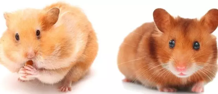 Hamsters (72 ata): E fia fale e te nofo atili ai hamsters? Faafefea latou vaai? Filifiliga o le amo ma isi mea faigaluega. Mea Moni Moni e uiga i Hamsters ma Prices Faamatalaga 11705_62