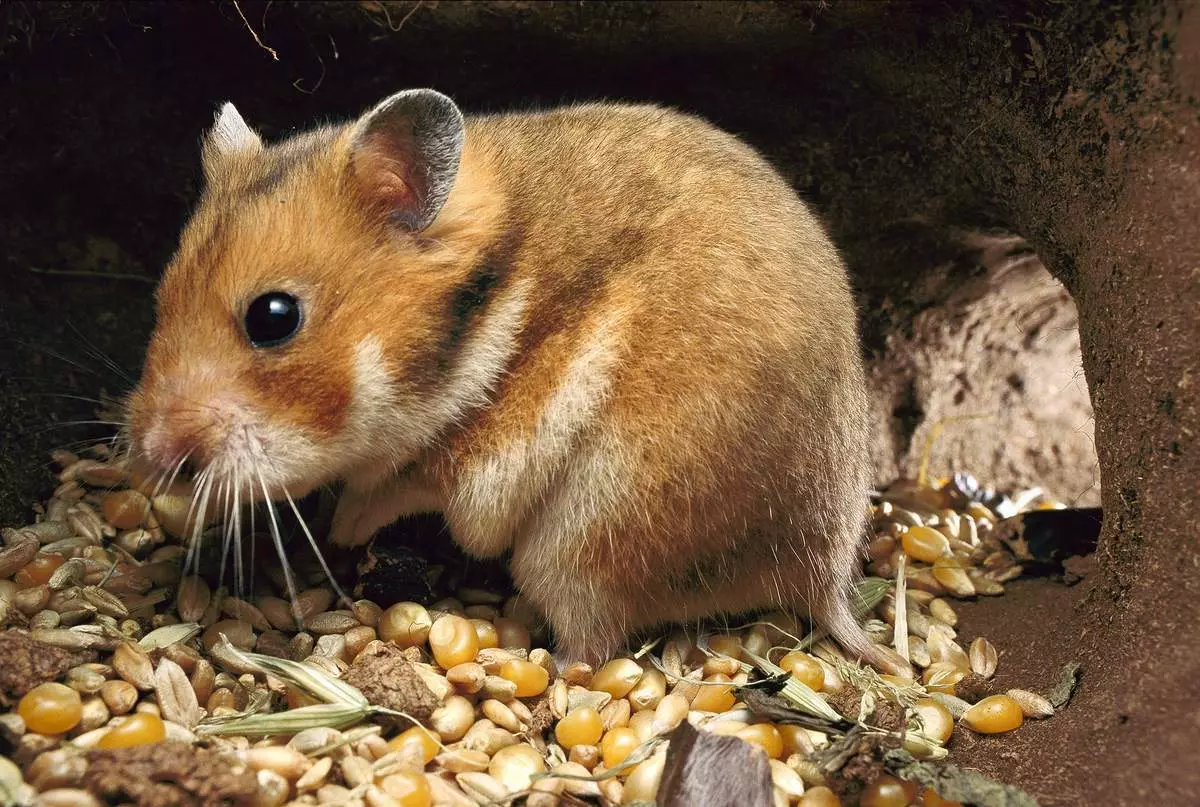 Hamsters (72 Foto): Ole ka ụlọ ị na-ebi karịa hamsters? Kedu ka ha si ele anya? Nhọrọ nke ibu na ngwa ndị ọzọ. Eziokwu na-adọrọ mmasị banyere hamsters na nkọwapụta ụdị 11705_65