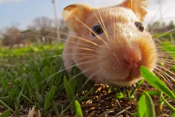 Hamsters (72 Foto): Ole ka ụlọ ị na-ebi karịa hamsters? Kedu ka ha si ele anya? Nhọrọ nke ibu na ngwa ndị ọzọ. Eziokwu na-adọrọ mmasị banyere hamsters na nkọwapụta ụdị 11705_66