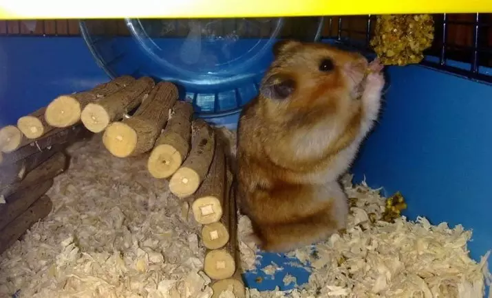 Quantos hamsters sírios vive? Qual é a expectativa de vida dos hamsters sírios em casa? 11707_11