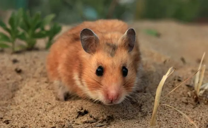 Quantos hamsters sírios vive? Qual é a expectativa de vida dos hamsters sírios em casa? 11707_3