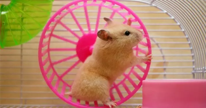 Quantos hamsters sírios vive? Qual é a expectativa de vida dos hamsters sírios em casa? 11707_6