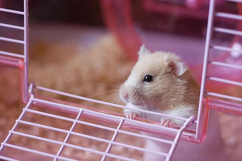 តើត្រូវការអ្វីខ្លះសម្រាប់ hamster? ផឹកចាននិងម៉ាស៊ីនចំណីបាល់និងបញ្ជីគ្រឿងបន្លាស់មួកអាកាសផ្សេងទៀត 11709_3