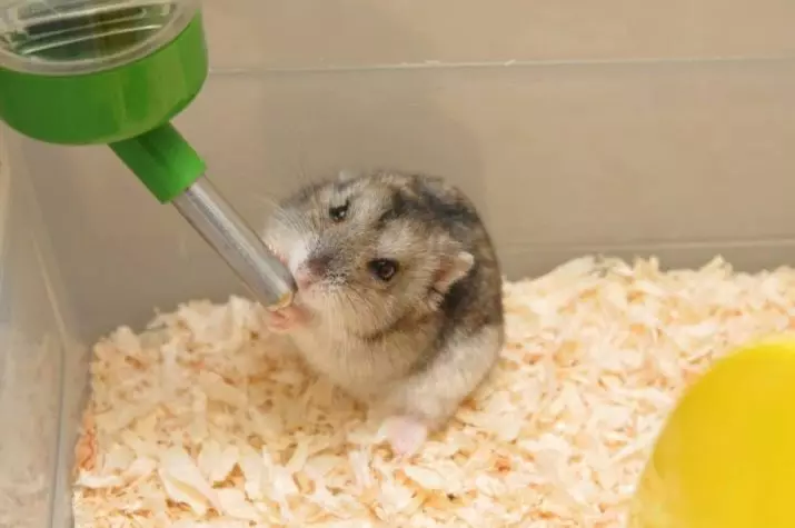 Superiorcycle til en hamster (23 billeder): Hvordan man vælger og hvordan man laver en drink med dine egne hænder derhjemme? Sådan installeres det i et bur? 11710_18