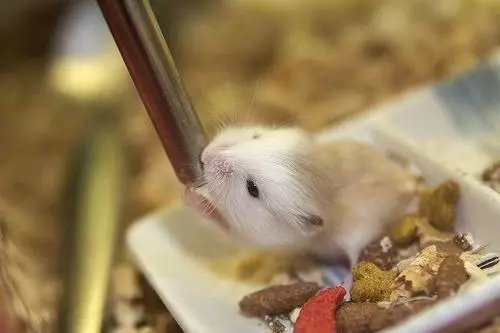 ດີກວ່າສໍາລັບ hamster (23 ຮູບພາບ): ວິທີການເລືອກແລະວິທີການເຮັດເຄື່ອງດື່ມທີ່ມີມືຂອງທ່ານຢູ່ເຮືອນ? ວິທີການຕິດຕັ້ງມັນໃສ່ໃນ cage? 11710_19