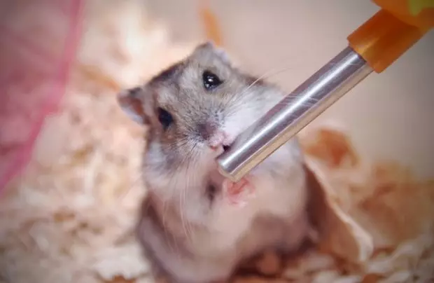 Superiorcycle para um hamster (23 fotos): Como escolher e como fazer uma bebida com suas próprias mãos em casa? Como instalá-lo em uma gaiola? 11710_23