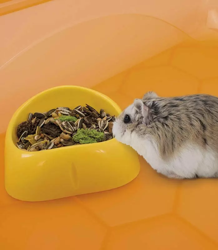 Superiorcykel för en hamster (23 bilder): Hur man väljer och hur man gör en drink med egna händer hemma? Hur man installerar det i en bur? 11710_6